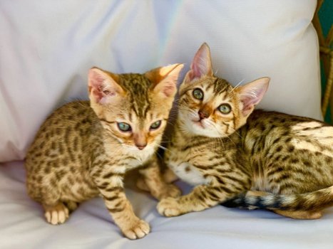 Super Bengaalse kittens beschikbaar././/./...,,....////..,,//..,;//.. - 1