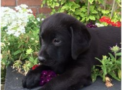 Labrador pups beschikbaar - 1