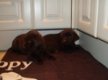 Mooie labrador pups ( chocolade) - 1 - Thumbnail