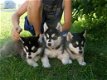 Siberische Husky pups - 1 - Thumbnail