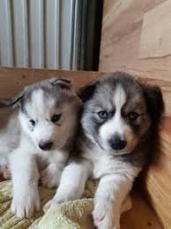 Siberische husky pup