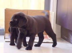 Labrador pups - 1