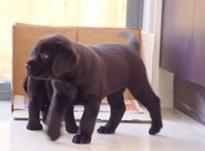 Labrador pups