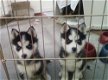 Siberische husky pups voor een goede thuis - 1 - Thumbnail