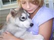 Mooie Siberische husky pups - 1 - Thumbnail