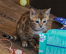 Familie beste vriend voor Kerstmis Bengalen kittens