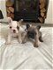 Mooie Franse Bulldog-puppy's - 1 - Thumbnail