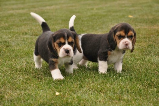 Mooie Beagle Puppies - 1