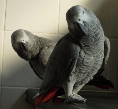 Afrikaanse grijze papegaai beschikbaar - 1