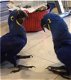 Papegaaien en Papegaai-eieren - 1 - Thumbnail