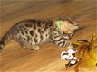 Tica Rosetted Bengaalse kittens - 1 - Thumbnail