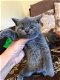 2020 Xmas Last 3 Teven Blauw Brits korthaar kitten - 2 - Thumbnail