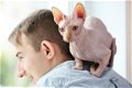 Uitstekende Sphynx kittens voor adoptie..... - 1 - Thumbnail