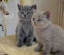 Uitstekende Britse korthaar kittens voor adoptie. - 1 - Thumbnail