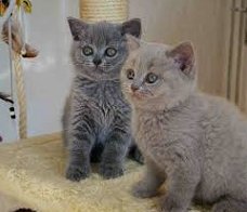 Uitstekende Britse korthaar kittens voor adoptie.