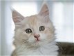Maine Coon kittens voor adoptie.. - 1 - Thumbnail
