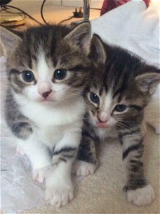 Bengaalse kittens beschikbaar