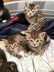 geregistreerde Bengaalse kittens