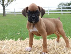 Leuke Boxer-puppy klaar voor Kerstmis