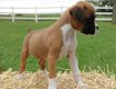 Leuke Boxer-puppy klaar voor Kerstmis - 2 - Thumbnail