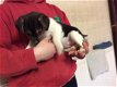 Gezond huis hief Jack Russell pups beschikbaar - 1 - Thumbnail