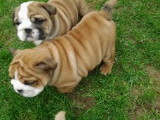 Mooi en gezond Engels Bulldog pups beschikbaar