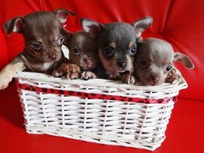 Super schattig koffiekopje Chihuahua pups