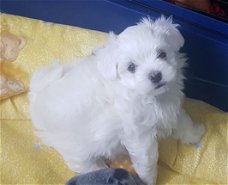 Twee koffiekopje Maltese Puppies.