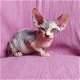 twee nestjes van Sphynx kittens - 1 - Thumbnail