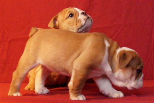 Mooi en gezond Engels Bulldog pups beschikbaar - 1
