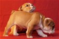 Mooi en gezond Engels Bulldog pups beschikbaar - 1 - Thumbnail