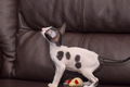 Cornish Rex Kittens - 1 - Thumbnail