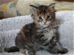 Maine Coone Kittens - 1 - Thumbnail