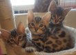 Mooie Bengaalse kittens]]]].............,,.,,///..... - 1 - Thumbnail