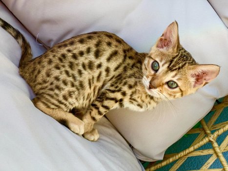 Super Bengaalse kittens beschikbaar.'';;;'';..,,....;;;///...... - 1
