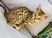 Super Bengaalse kittens beschikbaar.'';;;'';..,,....;;;///...... - 1 - Thumbnail