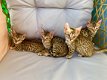 3 vrouwelijke 1 mannelijke Bengaalse kittens beschikbaar geï//.///../,,...///.,;;;//..,/ - 1 - Thumbnail