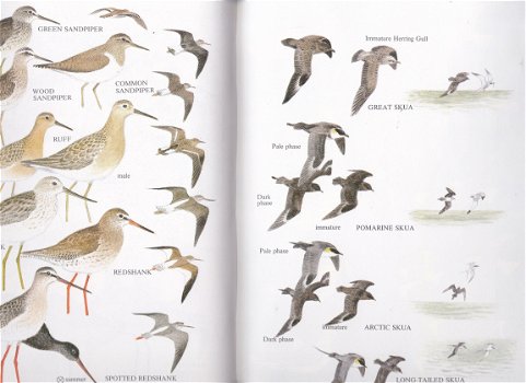 The guide to the birds of Ireland - 3