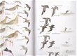 The guide to the birds of Ireland - 3 - Thumbnail