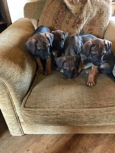 rhodesian ridgeback pups