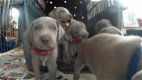 Weimaraner pups - 1 - Thumbnail