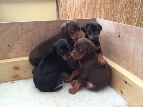 Kc Dobermann Pinscher nest pups - 1