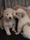 Akita Pups - 1 - Thumbnail