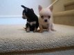 Chihuahua puppy's voor adoptie.. - 1 - Thumbnail