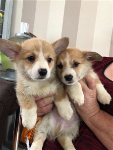 Mooie Pembroke Corgi Pups