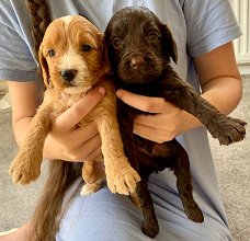 super cockapoo pup vriendelijk en goed met andere dieren.