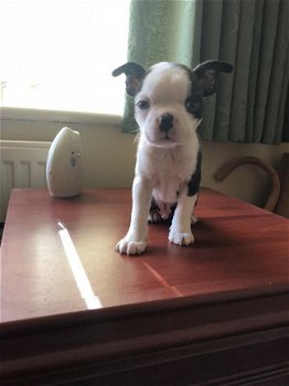 Puppy van Boston Terrier - 1