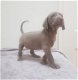 Weimaraner-puppy's van puur ras beschikbaar - 1 - Thumbnail