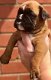 Boxer puppy's beschikbaar - 1 - Thumbnail