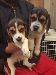 Twee theekopje Beagle Puppies heeft een nieuw gezin nodig